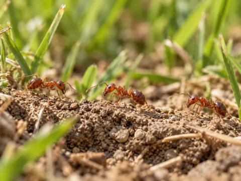 Illustration of reddish ants moving along a soil edge
