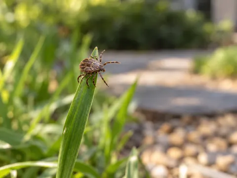 Illustration of a tick on a blade of grass